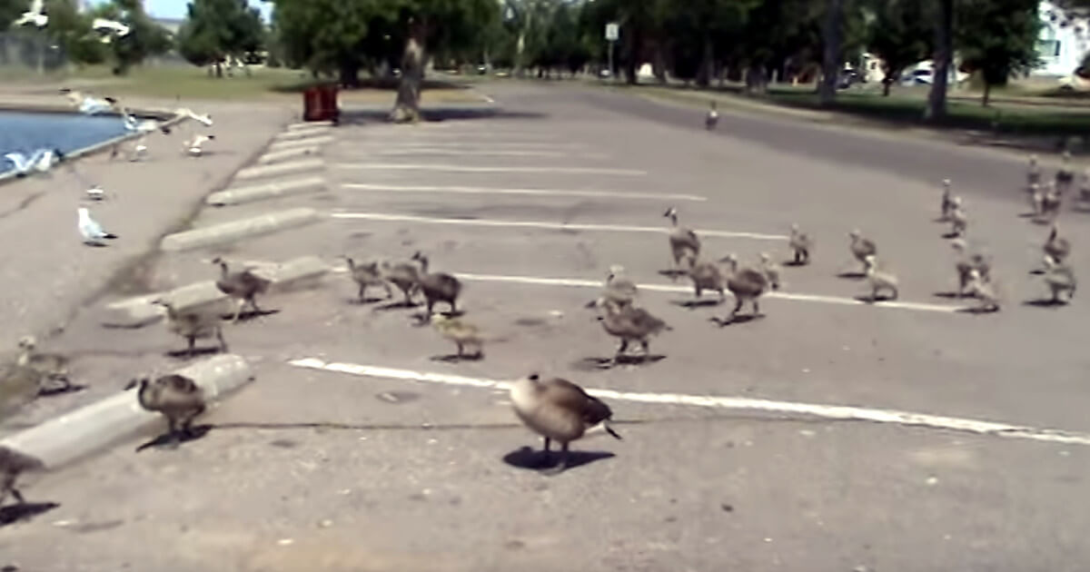 Bird Feeding: The Invasion