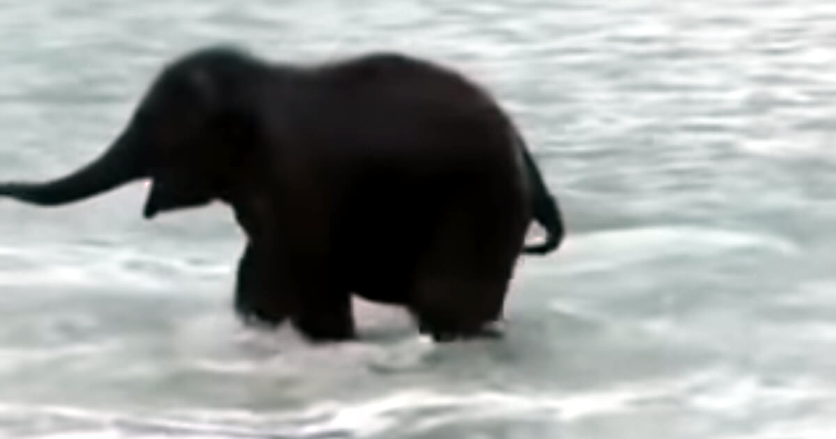 When a baby elephant sees the sea for the first time!