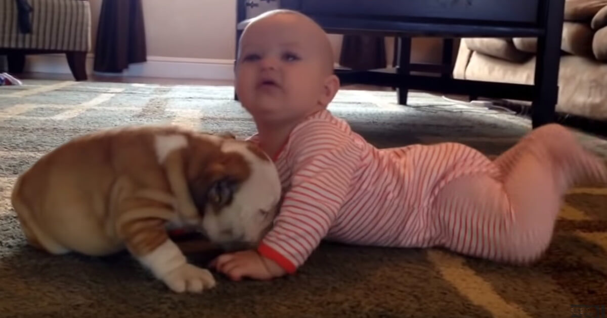 Bulldog puppy kissing the baby