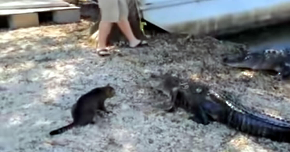 Cat vs Gator - Pet Cat Saves Boy from Two Vicious GATORS- (original)