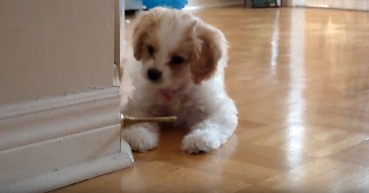Discovering the Doorstopper