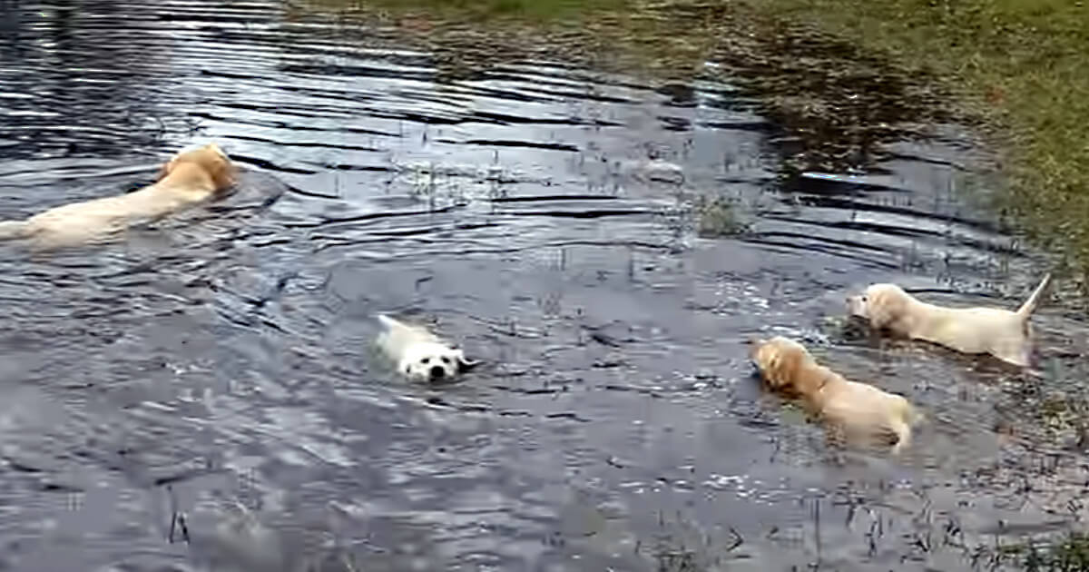 Labrador Father Teaches Puppies To Swim ADORABLE!!